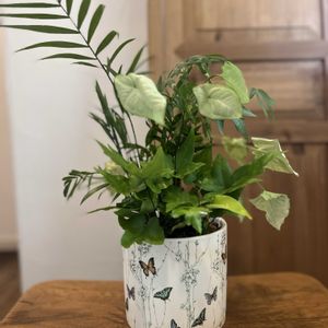 ドリオプテリス・ペダータ,寄せ植え,観葉植物,リメイク,今日の一枚の画像
