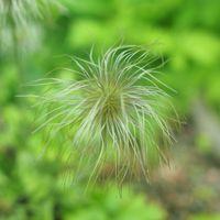 オキナグサ,綿毛,翁草（おきなぐさ),お花,絶滅危惧種の画像