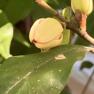 カラタネオガタマ,花のある暮らし,GSのみなさんに感謝♡,みんな負けないで！,木曜日は木に咲く花の画像
