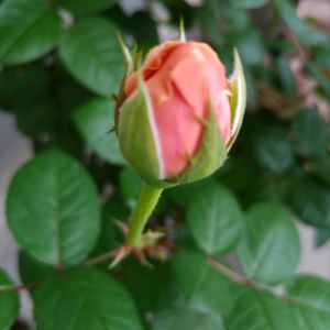ミニトマト,大葉,ミニバラ,ばら バラ 薔薇,テラスの画像