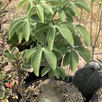 アデニア・グラウカ,塊根植物,ビニールハウス,アデニア属,アデニア属 幻蝶かずらの画像