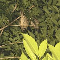 アオダモ,スズメ,ガーデニング,庭の生き物たち,生き物の話の画像