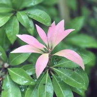 アセビ,雨の日,新葉,赤・紅・あか・レッド,２０２５年同期の画像