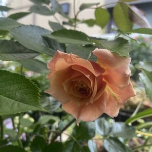 アルストロメリア,バラ,薔薇,スイトピー,ピエール・ド・ロンサールの画像
