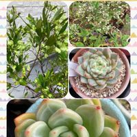 ピンクシャンペーン,ドドナエア,南天の花,レッドベルベットの画像