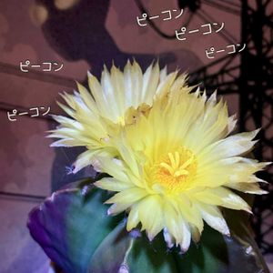 サボテン,ミニバラ,鸞鳳玉,ランポー,姫あやめの画像