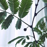 エバーフレッシュ,エバーフレッシュ,エバーフレッシュの花,鉢植え,お留守番の画像