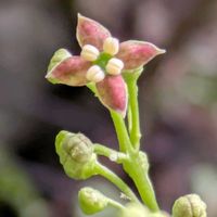 アオキ,アオキ,アオキ,花のある暮らし,植物好きの画像