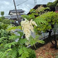 ナナカマドの画像