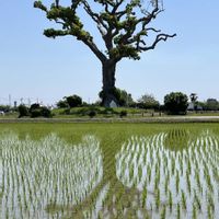 モミジ,モミジ,クスノキ,大楠,大楠の画像