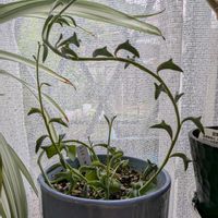 ドルフィンネックレス,祈る震災復興,多肉植物,出窓,花のある暮らしの画像