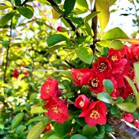 ボケ,赤い花,緑のある暮らし,北海道,木瓜の花の画像
