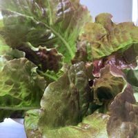 サニーレタス,サニーレタス,畑の野菜の画像