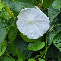 夕顔,ひるがお,ひるがお,ゆうがお,鉢植えの画像