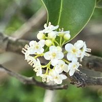 ソヨゴ,ソヨゴの実,ソヨゴの雄花,ソヨゴの雌花,ソヨゴの雄木の画像