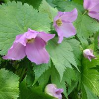 お花,園芸,庭の画像