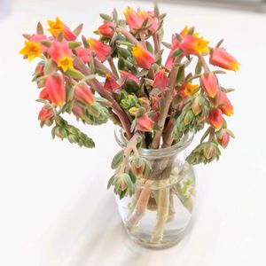 多肉,七福神,花瓶,花束,PRの画像