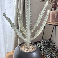 ユーフォルビア ホワイトゴースト,多肉植物,マンション,お部屋,お部屋ジャングル化計画の画像