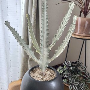 ユーフォルビア ホワイトゴースト,多肉植物,マンション,お部屋,お部屋ジャングル化計画の画像