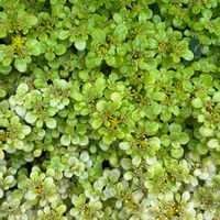 アジサイ,マルバマンネングサ,黄金丸葉万年草,Sedum makinoi Maxim.♪,サボテン「白檀」の画像