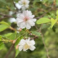 クレマチス,サクラ,玉ねぎ,十月桜,西洋ニワトコ ブラックレースの画像