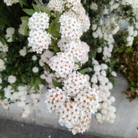 コデマリの画像