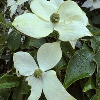 ハナミズキ,ハナミズキ（花水木）,そろそろ梅雨かな…(^-^)/,雨の一日…,阪急電車長岡天神駅周辺の画像