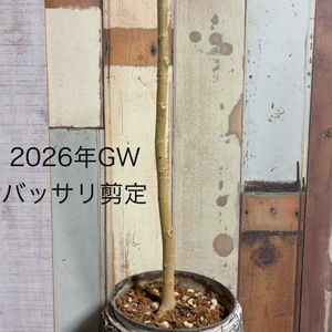 フィカス　ウンベラータ,水差し♪,剪定, ウンベラータ,リビング・ダイニングの画像