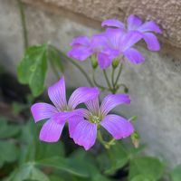 セダム,ドクダミ,ヒメツルソバ,ムラサキカタバミ,カニクサの画像