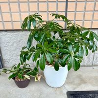 シェフレラ,観葉植物,ホヤ,害虫駆除,インテリアグリーンの画像
