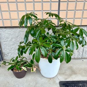 シェフレラ,観葉植物,ホヤ,害虫駆除,インテリアグリーンの画像