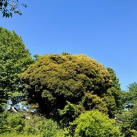 ノイバラ,イチョウ,シイノキ,癒し,青空の画像