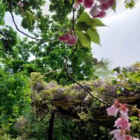フジ,リンゴ,ツリバナ,ブドウの新芽,散歩の画像