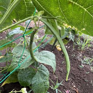 インゲン豆,地植え,自家製野菜,綺麗,綺麗な色の画像