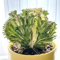 マハラジャ,ユーフォルビア マハラジャ,ユーフォルビア・ラクテア,多肉植物,ユーフォルビアの画像