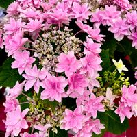 アルストロメリア,ペンタス,ソラマメ,アジサイ 月うさぎ,ＧＳの花友さんに感謝の画像