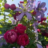 薔薇,お花,広島,ばら バラ 薔薇,福山ばら公園の画像