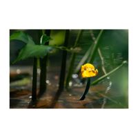 コウホネ,水生植物,黄色い花,スイレン科の画像