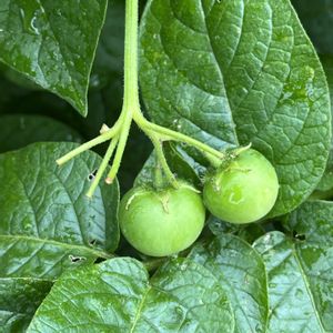 地植え,自家製野菜,綺麗,ジャガイモ栽培,元気に育ててますよの画像