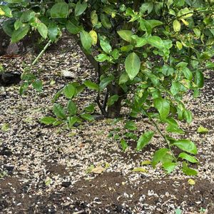 レモン,地植え,自家製野菜,実のなる木,綺麗な色の画像