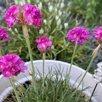 アルメリア,イベリス,チューリップ,ドウダンツツジ,菜の花の画像