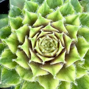 多肉,バニラシフォン,寄せ植え,多肉植物,ガーデニングの画像