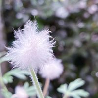 オキナグサ,翁草,オキナグサの綿毛,ガーデニング,山野草の画像