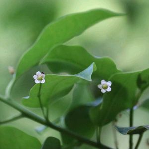 エゴノキ,ソヨゴ,ソヨゴの花,花木,白い花の画像
