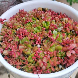 グスト,スワベオレンス,薄紅蓮華,多肉植物,エケベリア属の画像