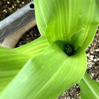 とうもろこし,夏野菜,家庭菜園の画像