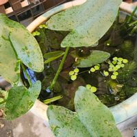 コウホネ,今日の一枚,ほったらかし。,二十四節気。,勝手に育つの画像