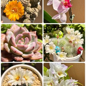ミニ胡蝶蘭,菊水,ラウリンゼxロメオ,アレナケア,デンドロビウム ヒメザクラ フジッコの画像
