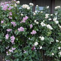ガーデニング,フロントガーデン,春の庭,ばら バラ 薔薇の画像