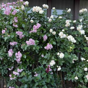 ガーデニング,フロントガーデン,春の庭,ばら バラ 薔薇の画像